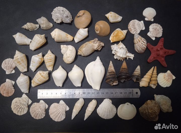 Морские ракушки раковины