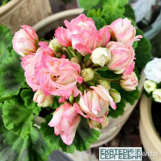 Пеларгония (герань) сортовая Denise Sutarve