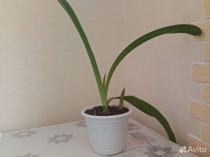 Гиппераструм