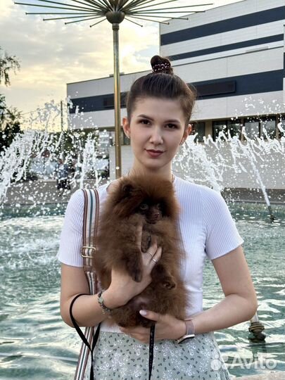 Померанский шпиц и кобели на вязку