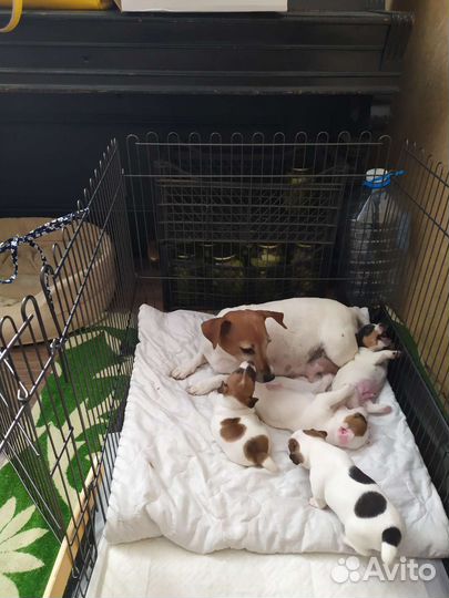 Щенки джек рассел терьер