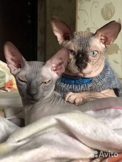 Канадский сфинкс вязка