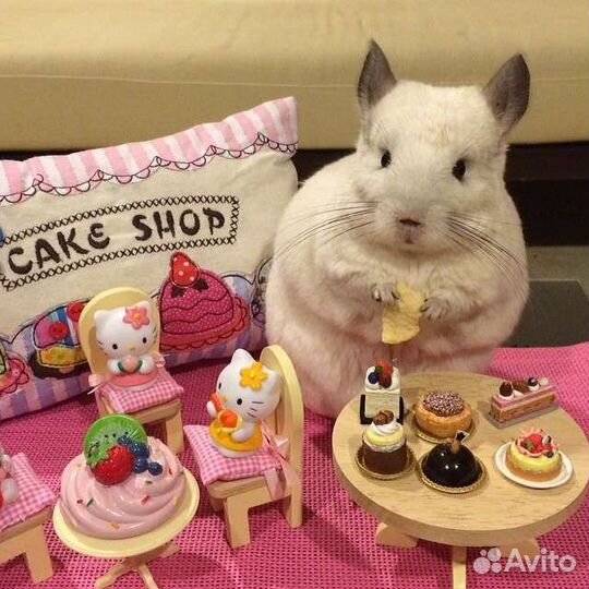 Большая клетка на колёсиках