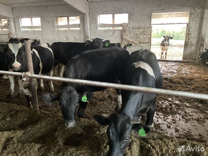 Быки на мясо живым весом