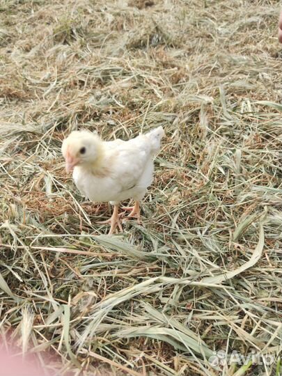 Курочка пород Адлерская серебристая, Кучинская