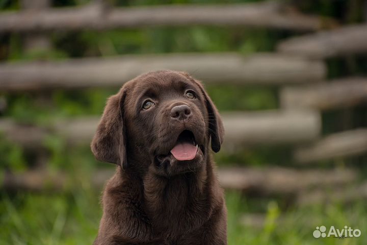 Щенки лабрадора ретривера