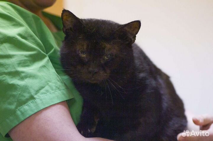 Кот Балу ищет дом