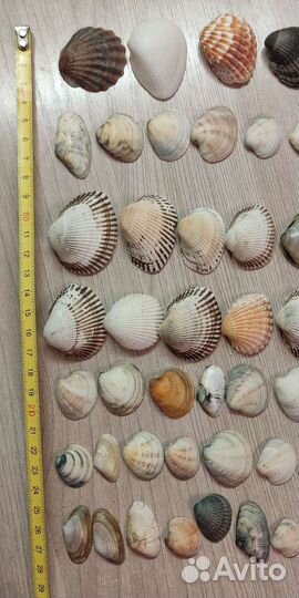 Морские ракушки(за все)