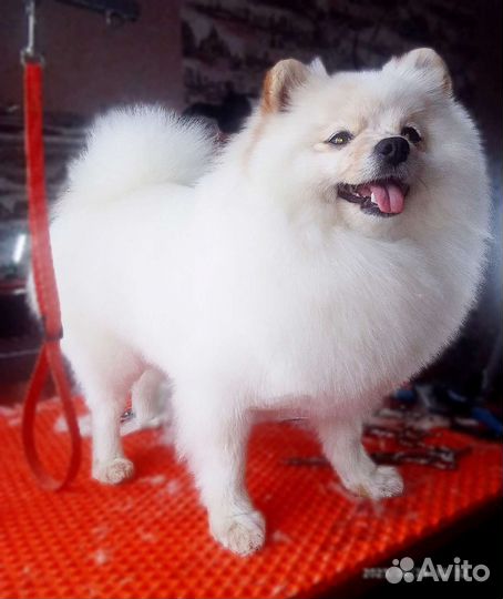 Стрижка собак и кошек (груминг)