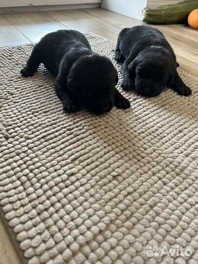 Щенки лабрадора