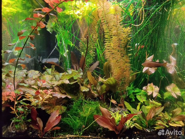 Кринум курчавый и другие растения