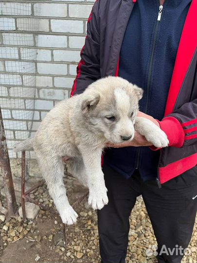 Среднеазиатская овчарка алабай щенки
