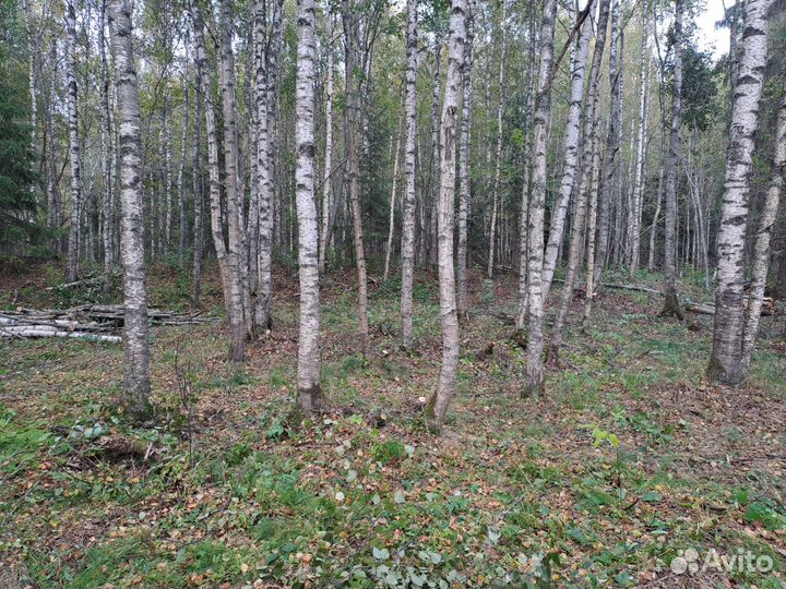 Дрова бесплатно