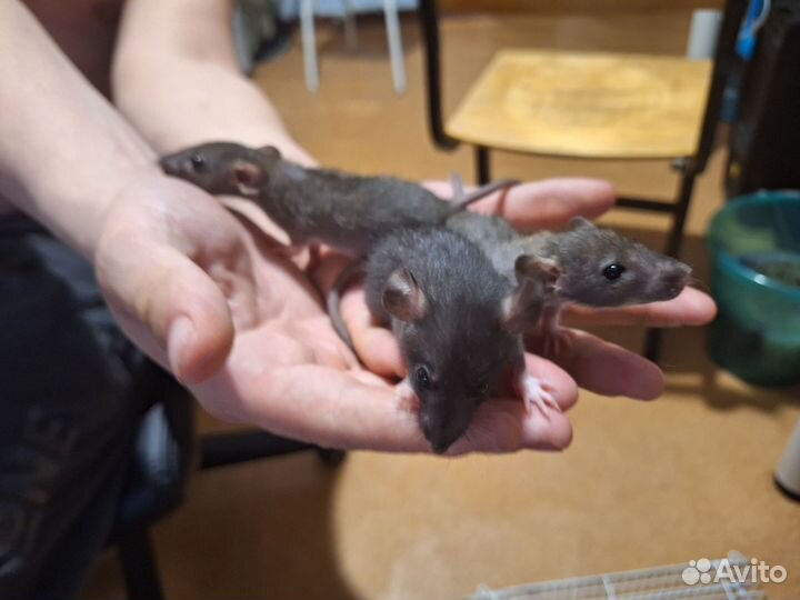 Декоративные крысята дамбо