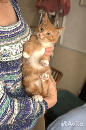 Рыжик 1. котенок мальчик 3 мес в хорошие руки