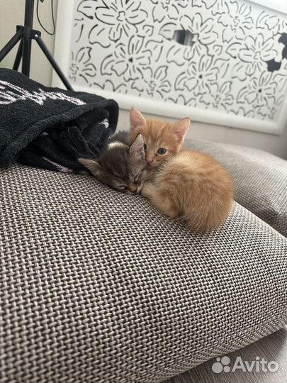 Котята бесплатно