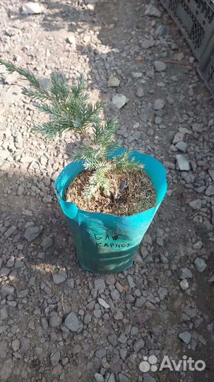 Можжевельник казацкий, сибирский, голубой