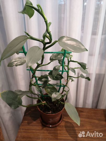 Сингониум, филодендроны и др