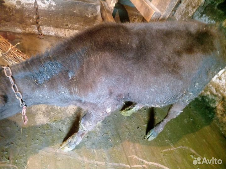 Теленок бычок 3 месяца