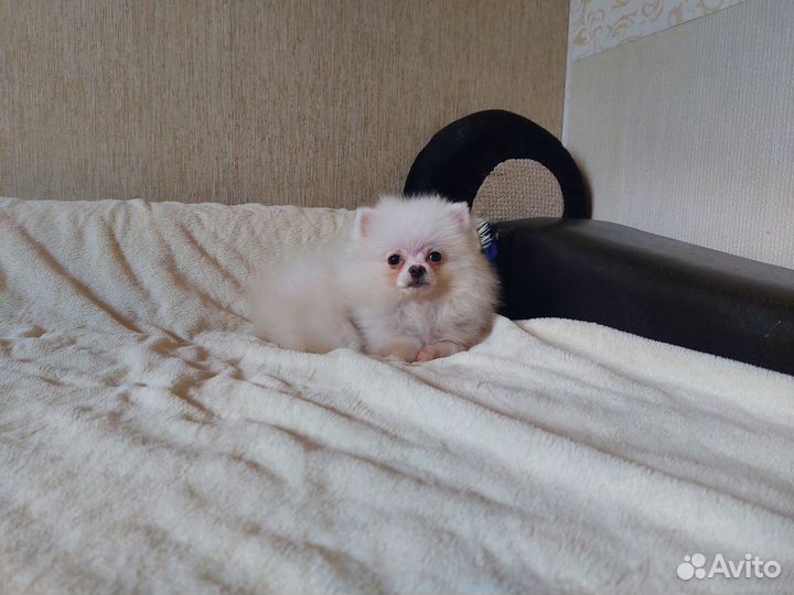 Померанский шпиц мини