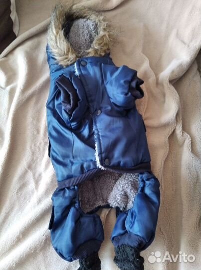 Комбинезон для собачки (тоя, чихаухуа)