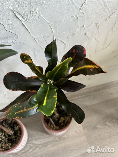 Кротон мамми