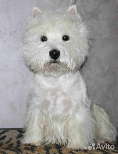 Вайт терьер вязка