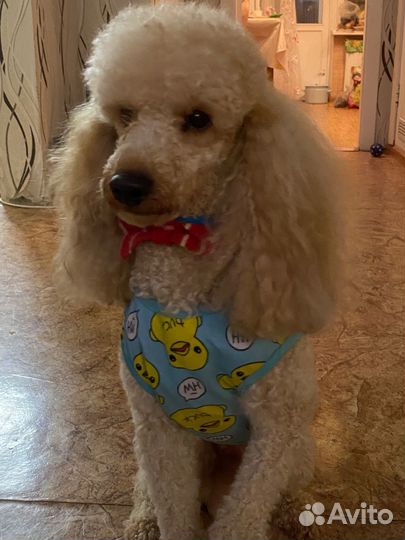 Мини пудель