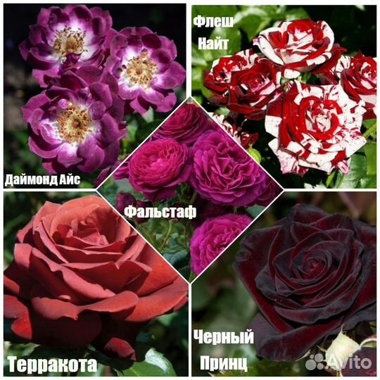 Розы 2023