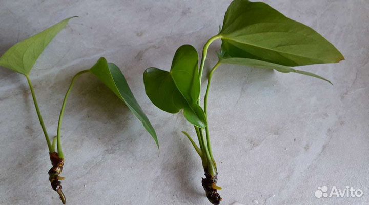 Антуриум Ливиум