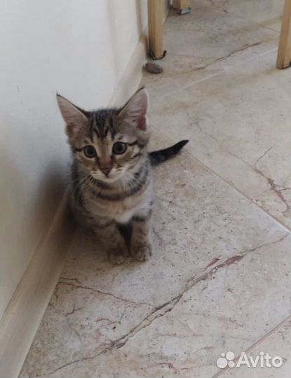 Котята бесплатно