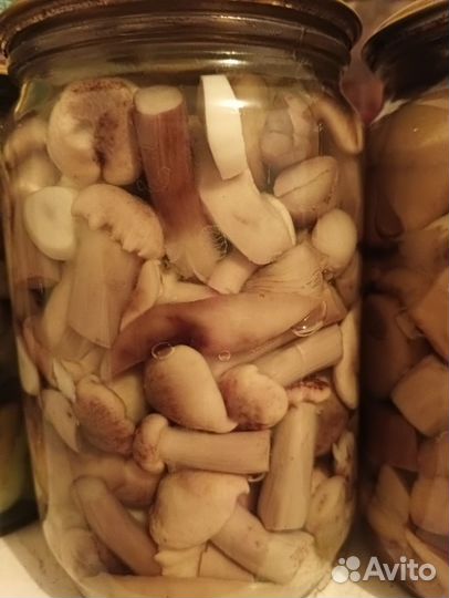 Грибы маринованные белый гриб, польский, опята