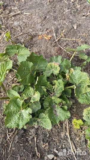 Рудбекия золотой шар. Шток-роза. Разбитое сердце