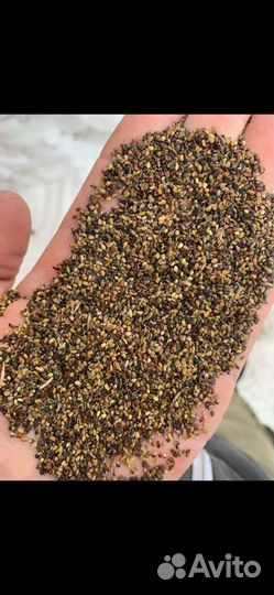 Продам семена люцерны сорта Сорга