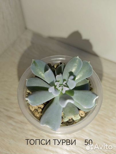 Суккуленты