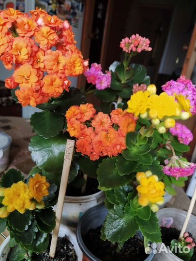 Алое,кактусы