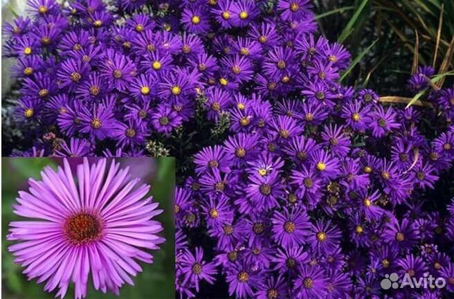 Многолетники