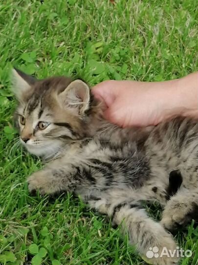 Котята в добрые руки, девочка