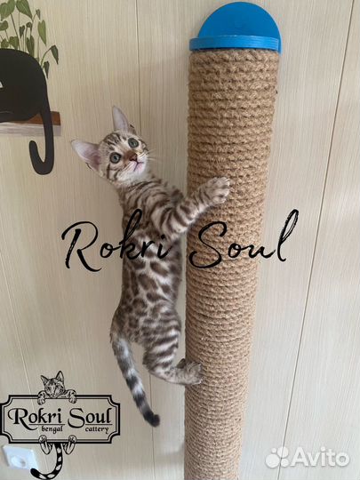 Бенгальские котята