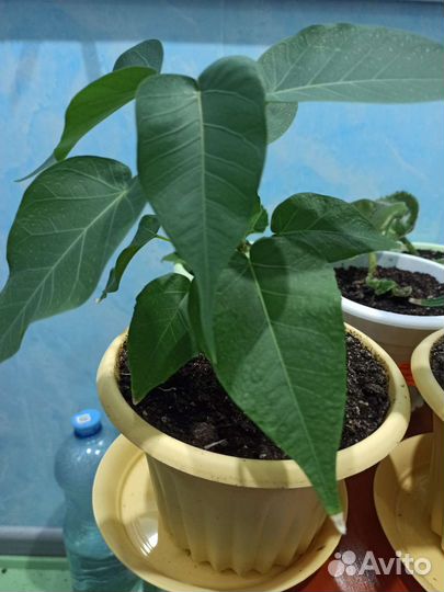 Фикус священный эдем 5шт