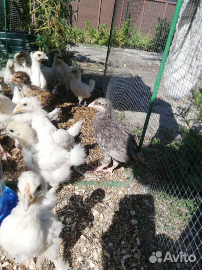 Подросшие цыплята