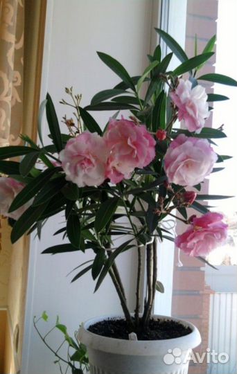 Комнатные цветы