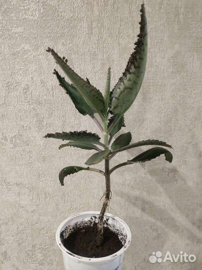 Каланхоэ лечебное