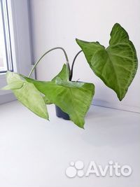 Комнатый цветок 