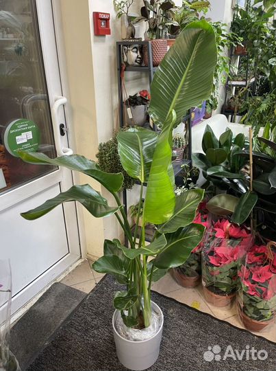 Стрелиция Николая