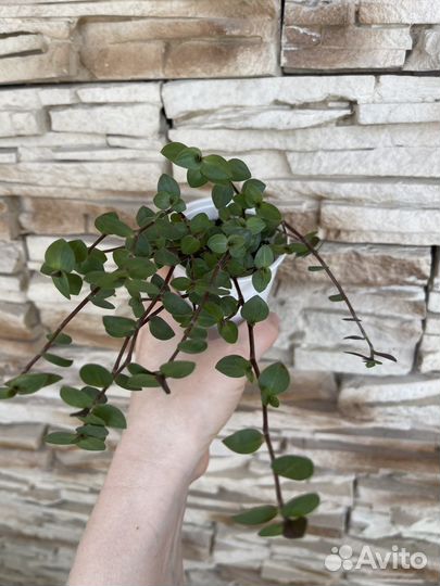 Каллизия Бьянка, Пурпурная