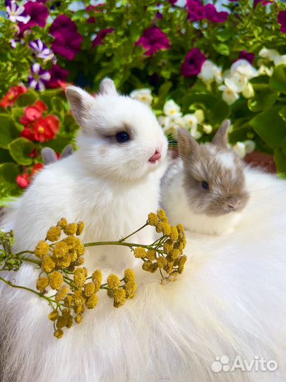 Красавчики карликовые крольчата
