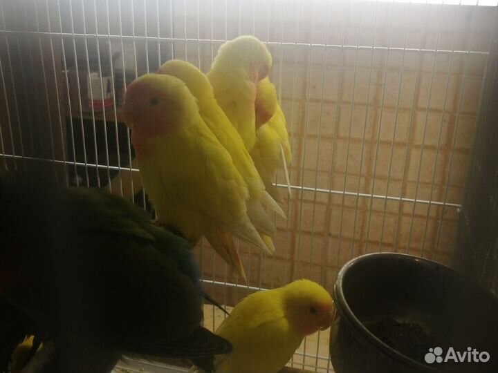 Попугай пиррура, корелла (обмен)