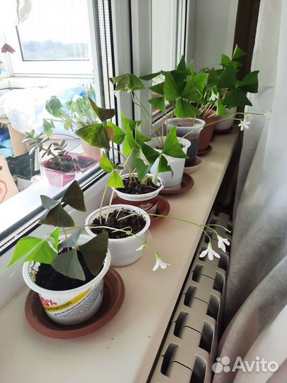 Оксалис зеленый Кислица Бабочки Клевер