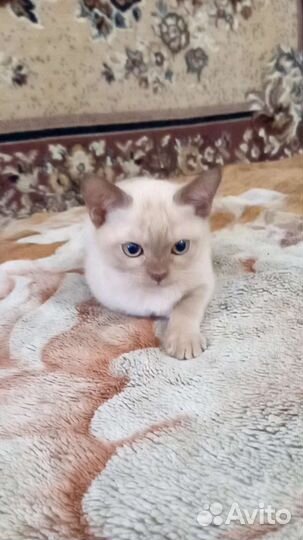 Бурманские котята
